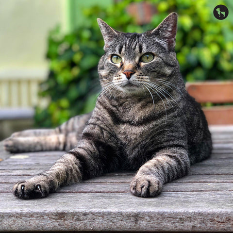 How_to_Calculate_Your_Cat_s_Age_in_Human_Years_large_965f598b-8bd5-44c4-b1f2-0c651712b324-BübblPro