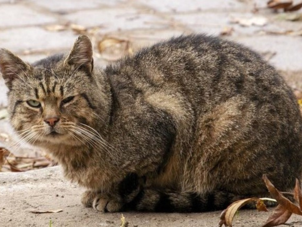 StrayCAt-800-x-600-1024x768-BübblPro