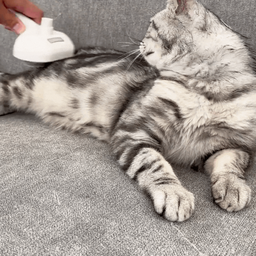 cat_brush_4-BübblPro