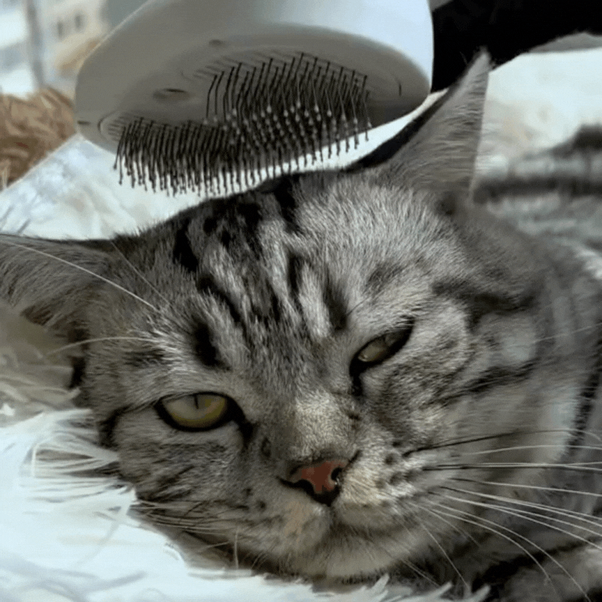 cat_brush_5-BübblPro