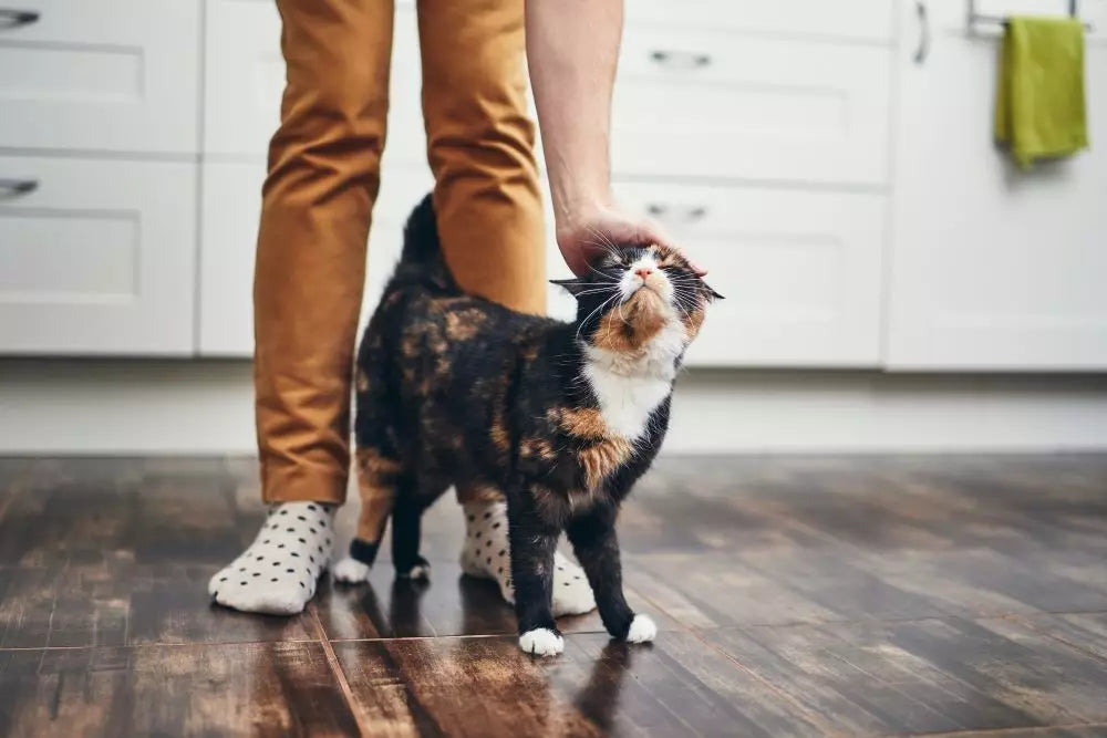 shutterstock_1334629826-ed-Domestic-life-with-pet-BübblPro